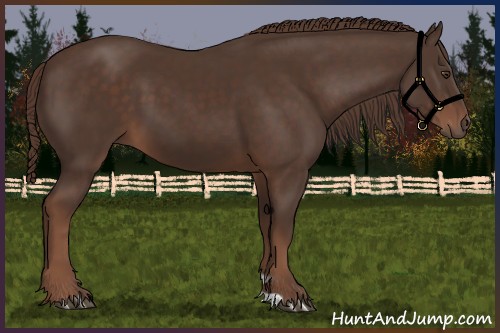 Horse Color:Liver Chestnut 
