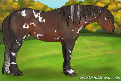 Horse Color:White Spotted Liver Chestnut 