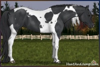 Horse Color:Black Tobiano 