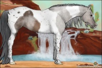 Horse Color:Brown Dun Tobiano 
