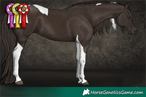 Horse Color:Liver Chestnut Tobiano 