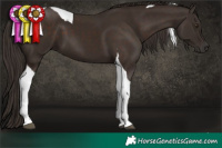 Horse Color:Liver Chestnut Tobiano