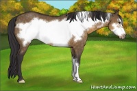 Horse Color:Buckskin Dun Frame 