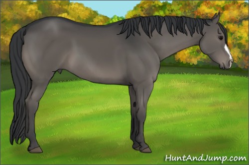 Horse Color:Black 