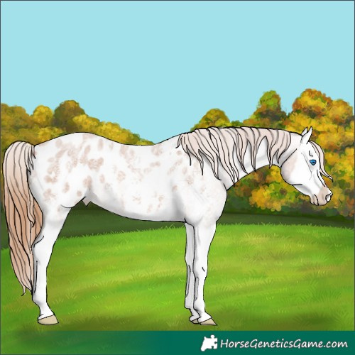 Horse Color:Red Roan Sabino Splash Appaloosa 
