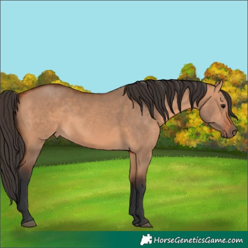 Horse Color:Bay Dun 