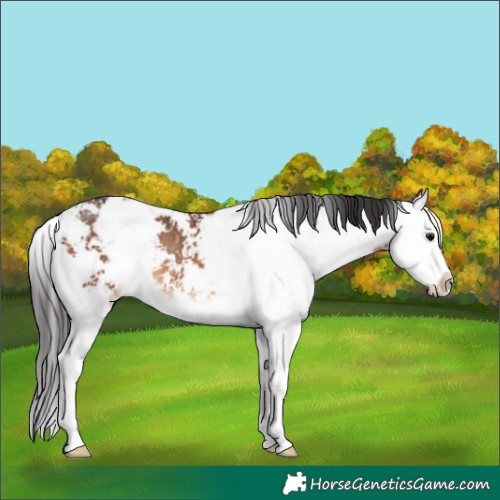 Horse Color:Brown Sabino Splash Rabicano 