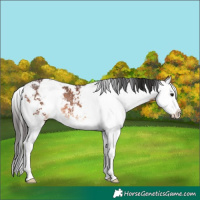 Horse Color:Brown Sabino Splash Rabicano 