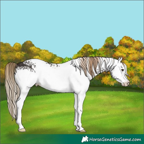 Horse Color:White Spotted Liver Chestnut 