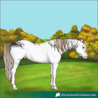 Horse Color:White Spotted Liver Chestnut 