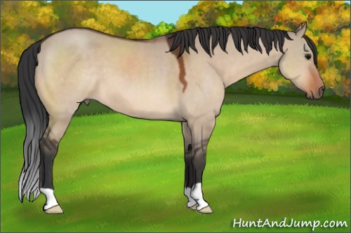 Horse Color:Bay Dun 