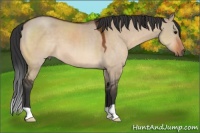 Horse Color:Bay Dun 