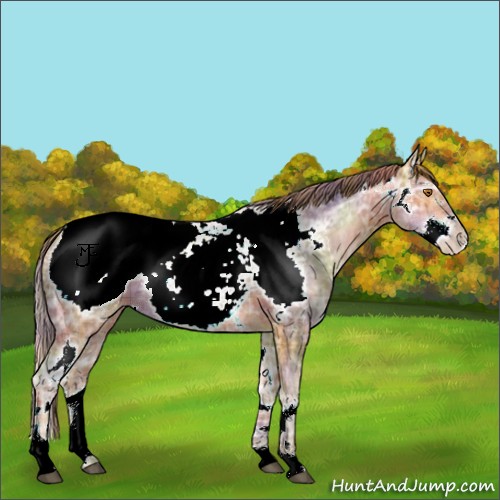 Horse Color:Nacre Plaid  White Spotted Brown Ice Pearl Sabino Splash Appaloosa 