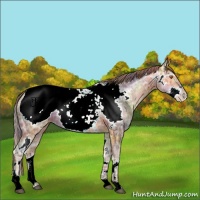 Horse Color:Nacre Plaid  White Spotted Brown Ice Pearl Sabino Splash Snowcap 
