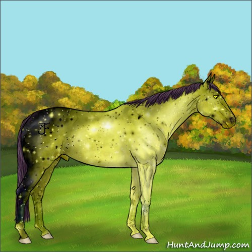 Horse Color:ERROR: UNKNOWN ANOMALY