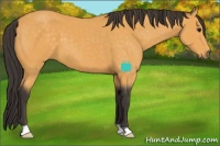 Horse Color:Buckskin