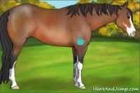 Horse Color:Bay Sabino