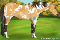 Horse Color:White Spotted Buckskin 