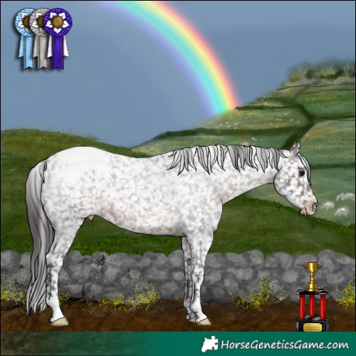 Horse Color:Brown Roan Appaloosa 