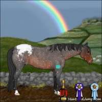 Horse Color:Brown Roan Appaloosa 