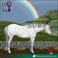 Horse Color:Brown Roan Appaloosa 