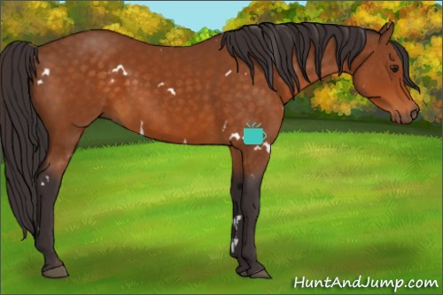 Horse Color:White Spotted Buckskin 