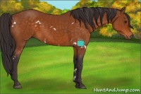 Horse Color:White Spotted Buckskin 