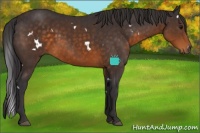 Horse Color:White Spotted Buckskin Sabino