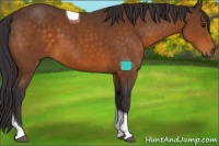 Horse Color:Buckskin Tobiano 