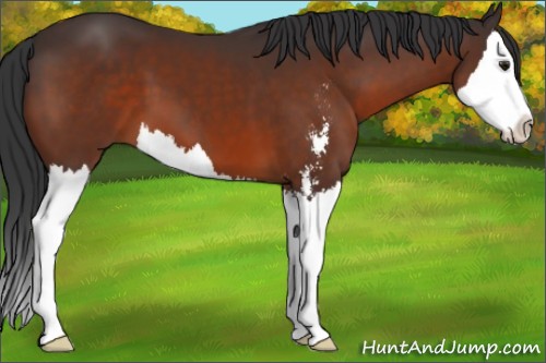 Horse Color:Brown Sabino Splash