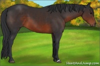 Horse Color:Brown 