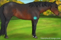Horse Color:Brown Sabino 