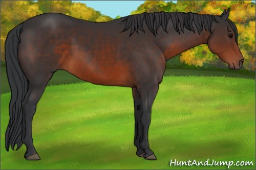 Horse Color:Brown Sabino Rabicano