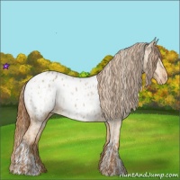 Horse Color:Red Dun Appaloosa  and Red Dun Appaloosa 