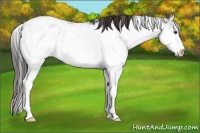 Horse Color:Liver Chestnut Sabino Blanket 