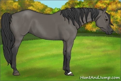 Horse Color:Grullo 