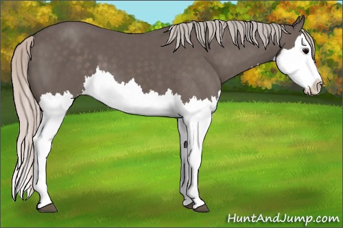 Horse Color:Silver Black Splash