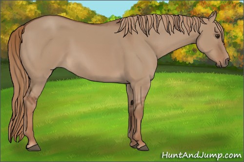 Horse Color:Red Dun 