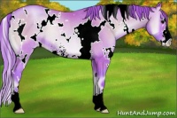 Horse Color:Watercolor White Spotted Blue Onyx Pearl Sabino Rabicano 