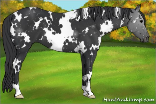 Horse Color:White Spotted Black 