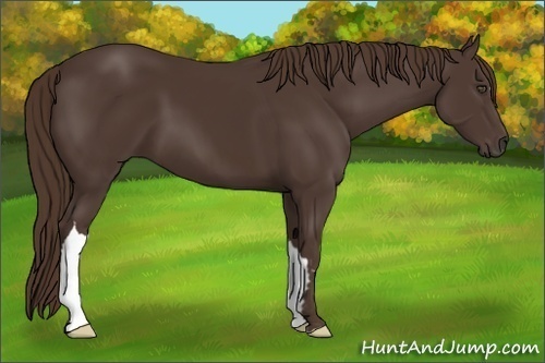 Horse Color:Liver Chestnut Frame 