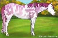 Horse Color:Chocolate Classic Cream Champagne Pearl Splash Appaloosa Rabicano 