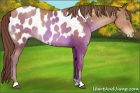 Horse Color:Brown Pearl Appaloosa 