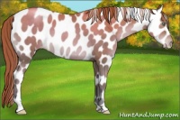 Horse Color:Chocolate Brown Pearl Near Leopard 