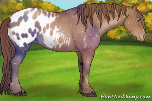 Horse Color:Brown Pearl Appaloosa Rabicano 