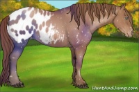 Horse Color:Brown Pearl Appaloosa Rabicano 