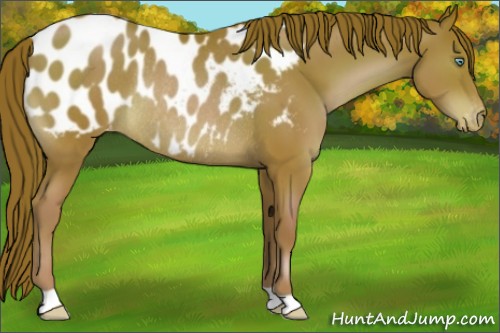 Horse Color:Chocolate Brown Pearl Appaloosa Rabicano 