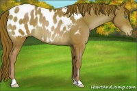Horse Color:Chocolate Brown Pearl Appaloosa Rabicano 