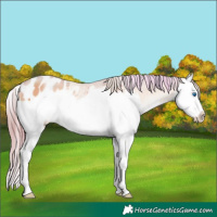 Horse Color:Watercolor Buckskin Pearl Onyx Splash Appaloosa Rabicano