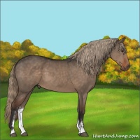 Horse Color:Liver Red Dun Sabino